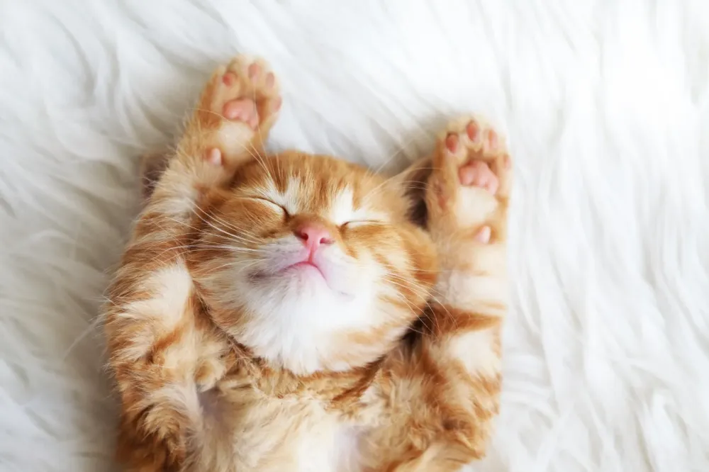 comportement félins chaton