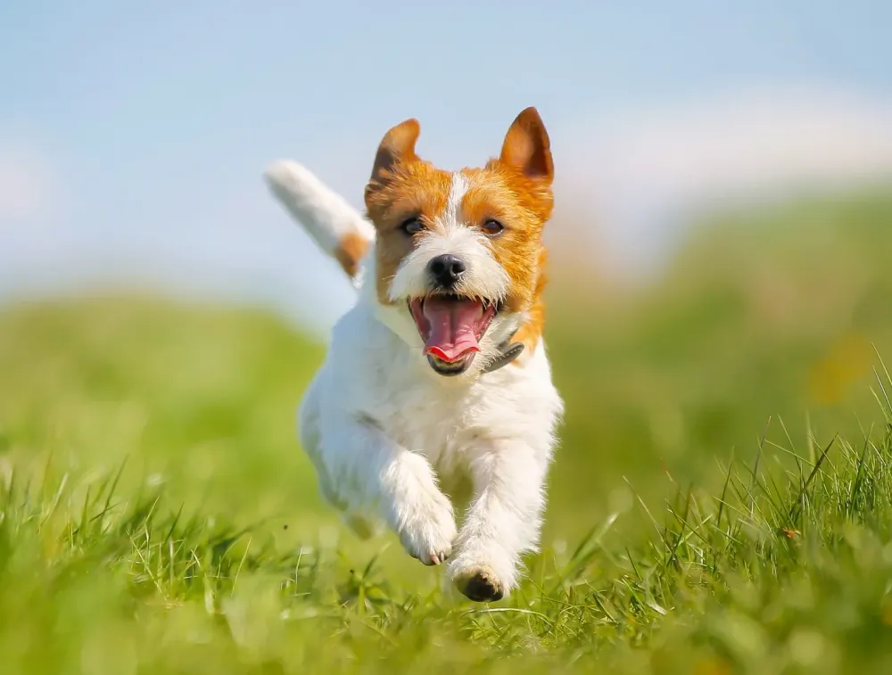 chien qui court