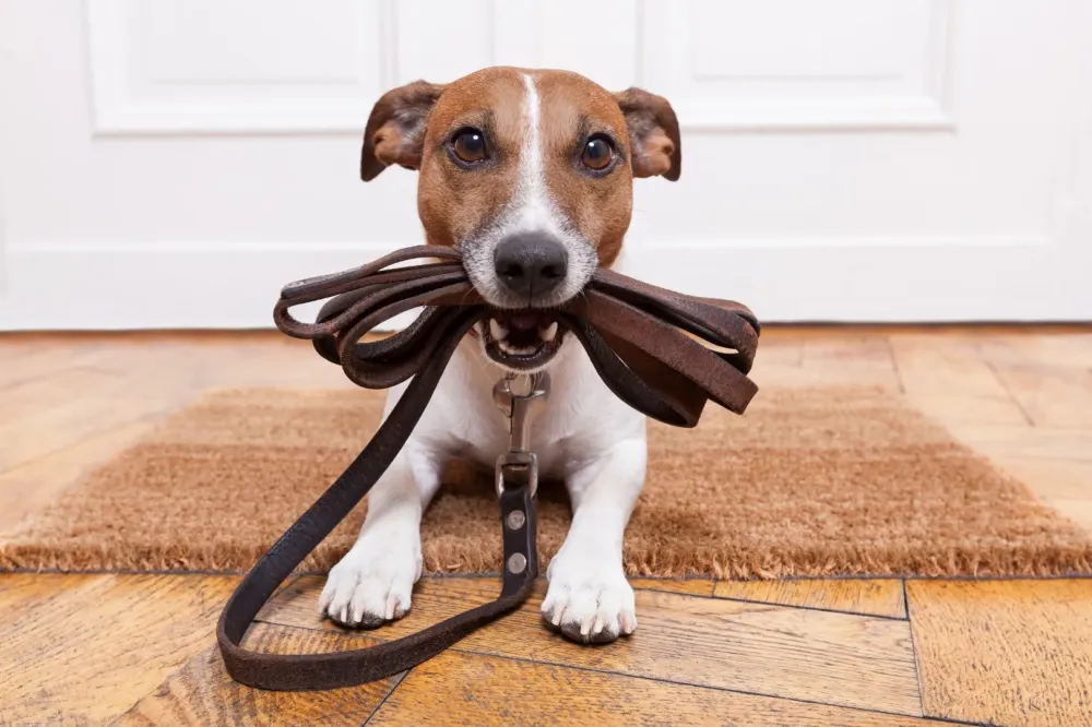 garde de chien et chat