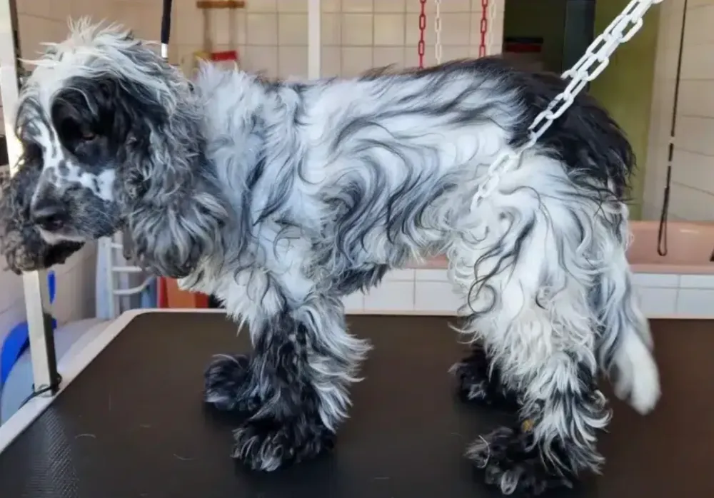 Démélage chien près de Lagord