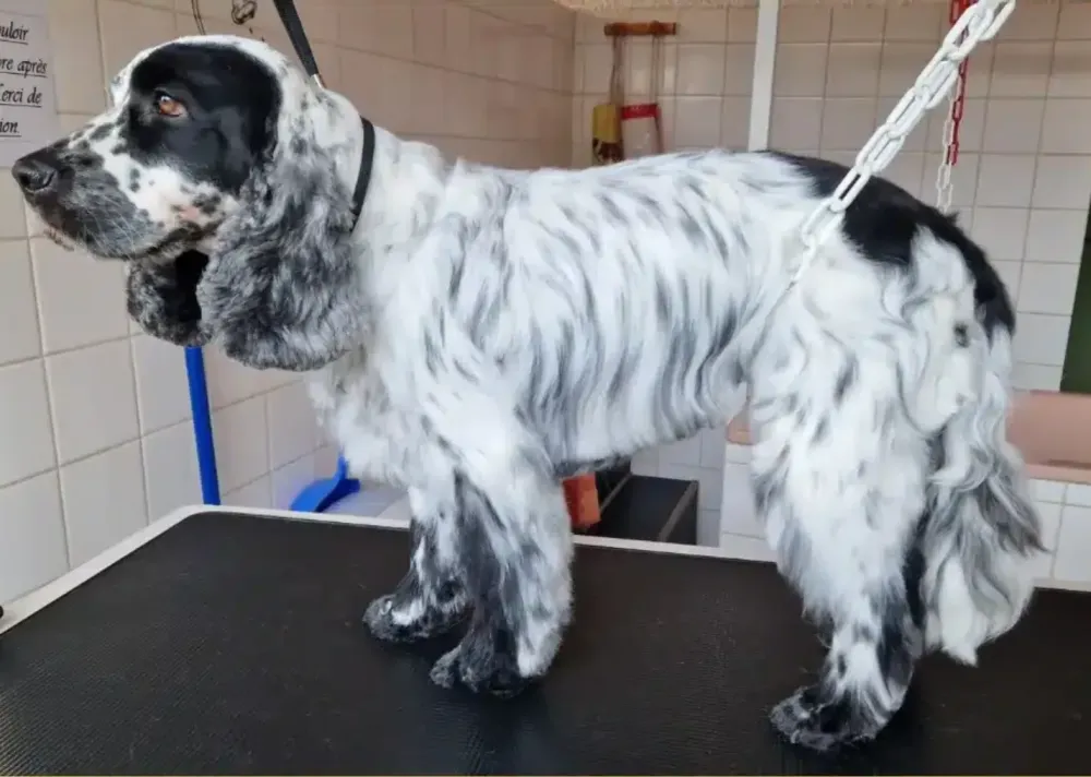 chien cocker toilettage (2)