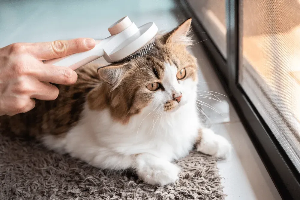 Toilettage chat près de Lagord