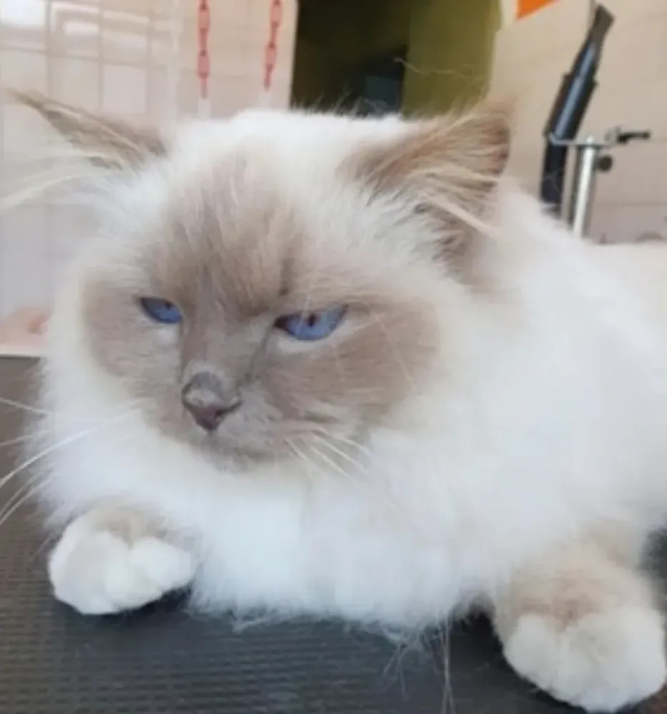 chat blanc sibéri
