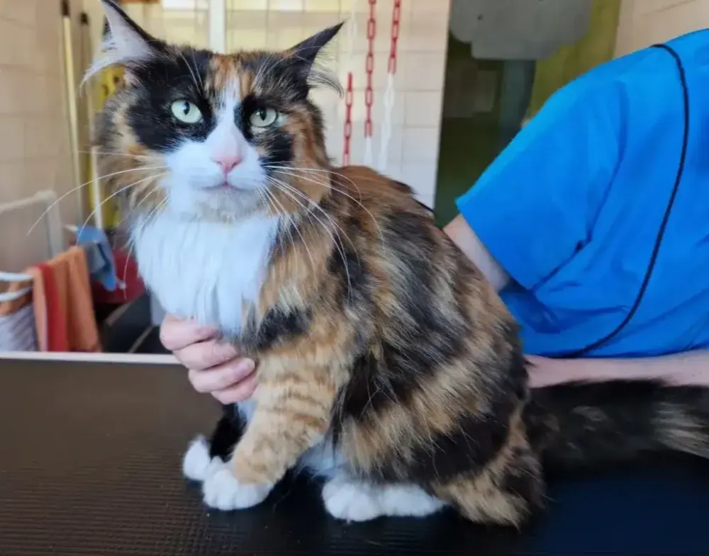 chat ecaille de tortue