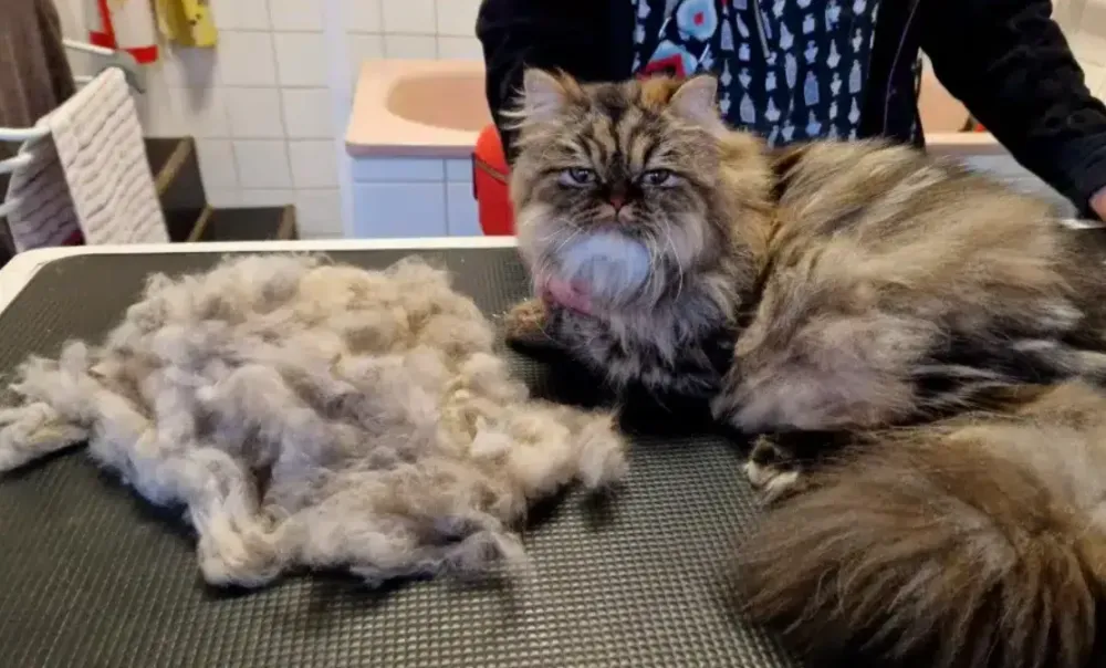 Chat toufu