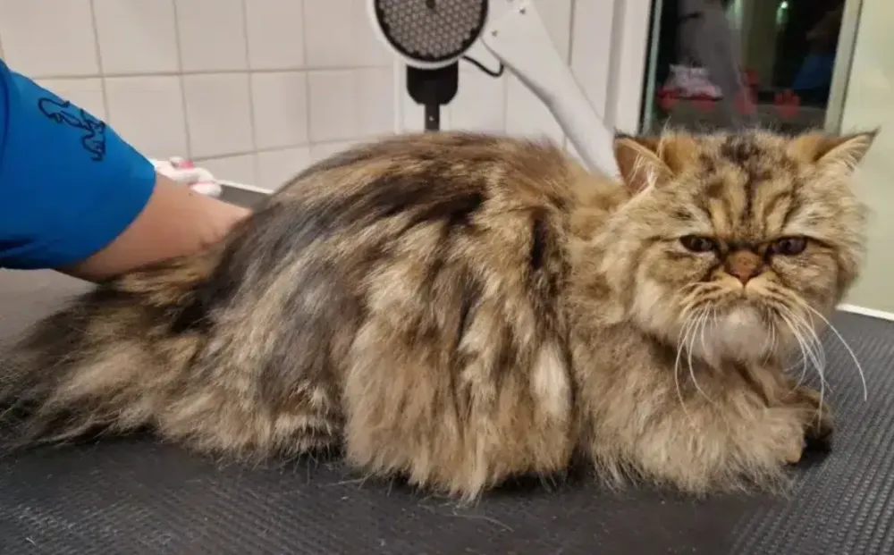 chat tofu 2