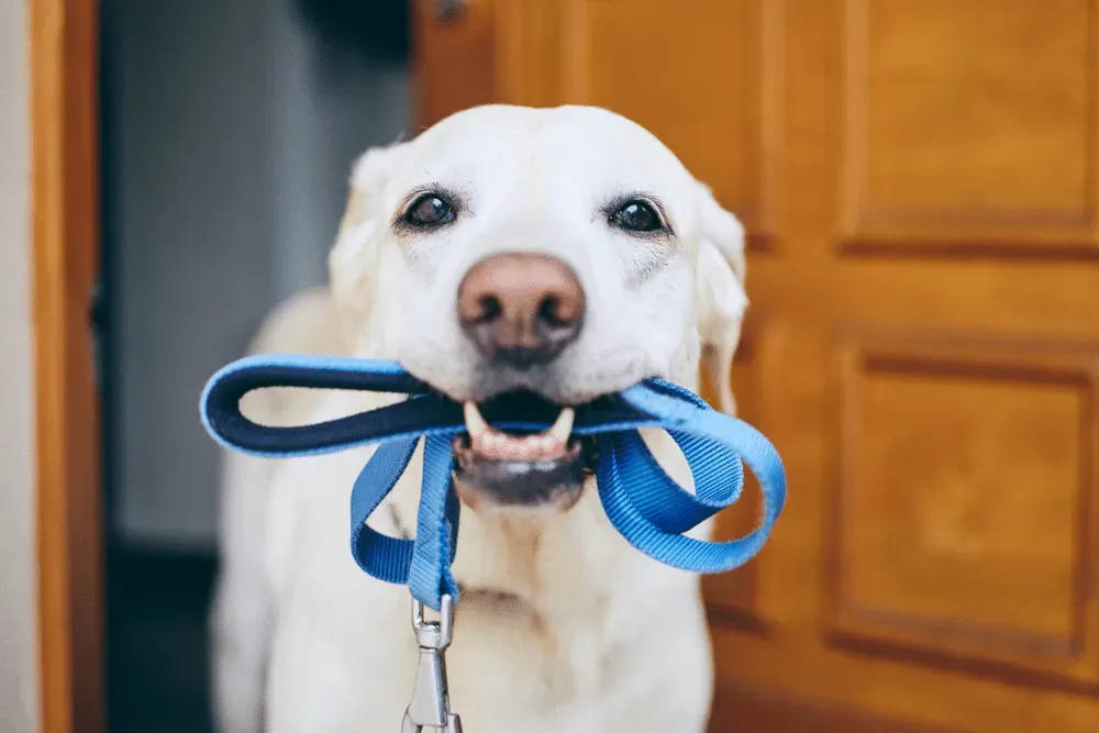 chien et laisse