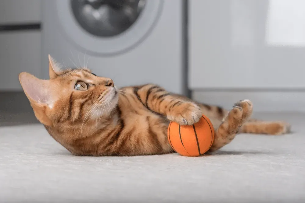 chat qui joue avec une balle de basket