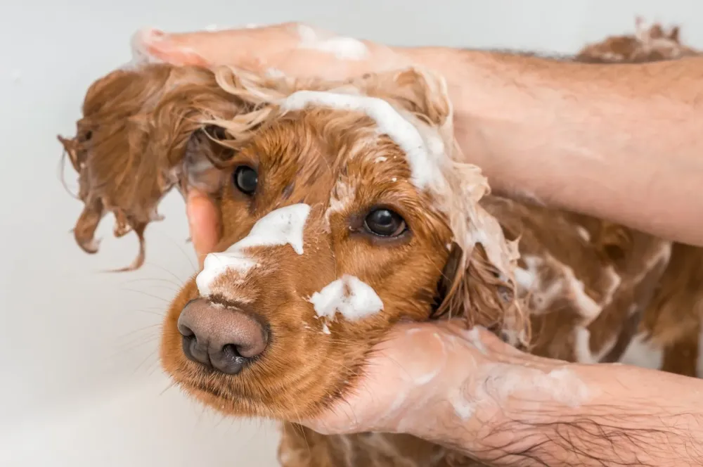 bain chien cocker