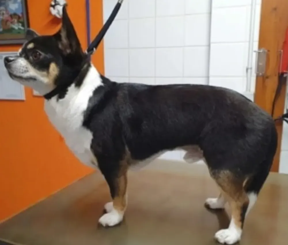 Toilettage chiot près de Lagord