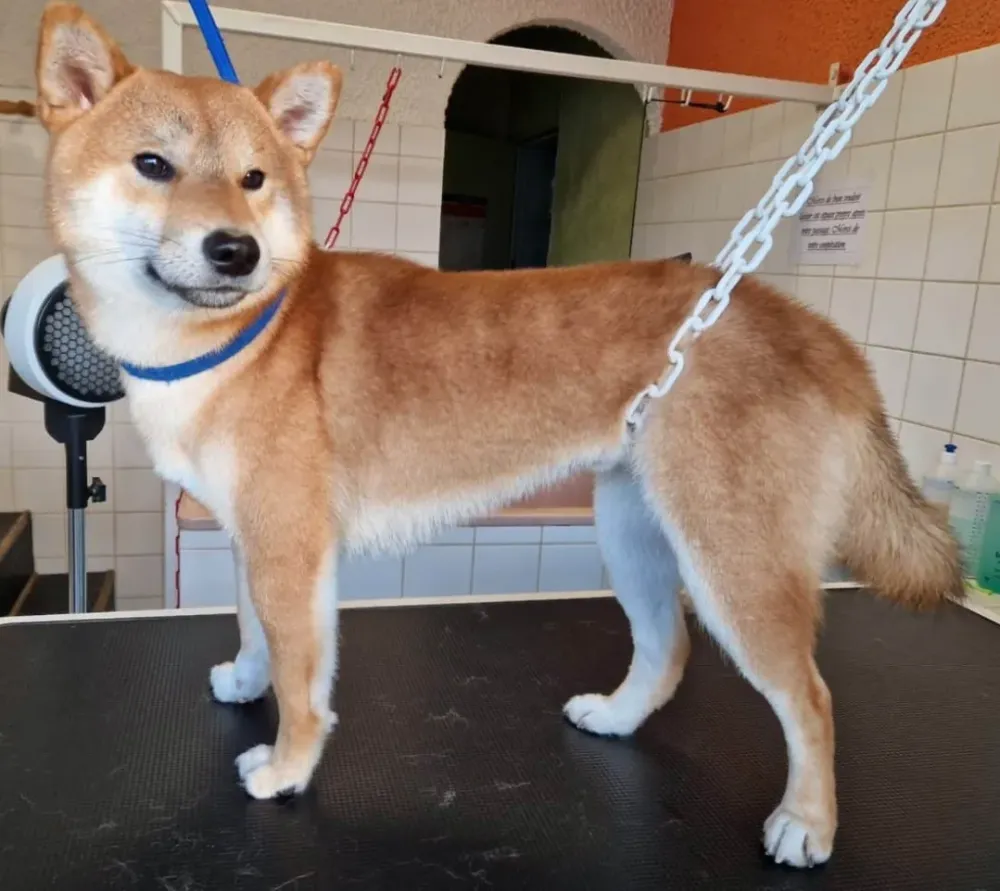 Coupe chien près de Lagord